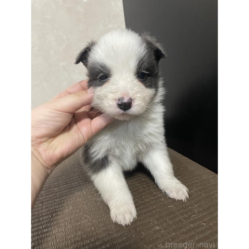 販売中の東京都のボーダーコリー-439294