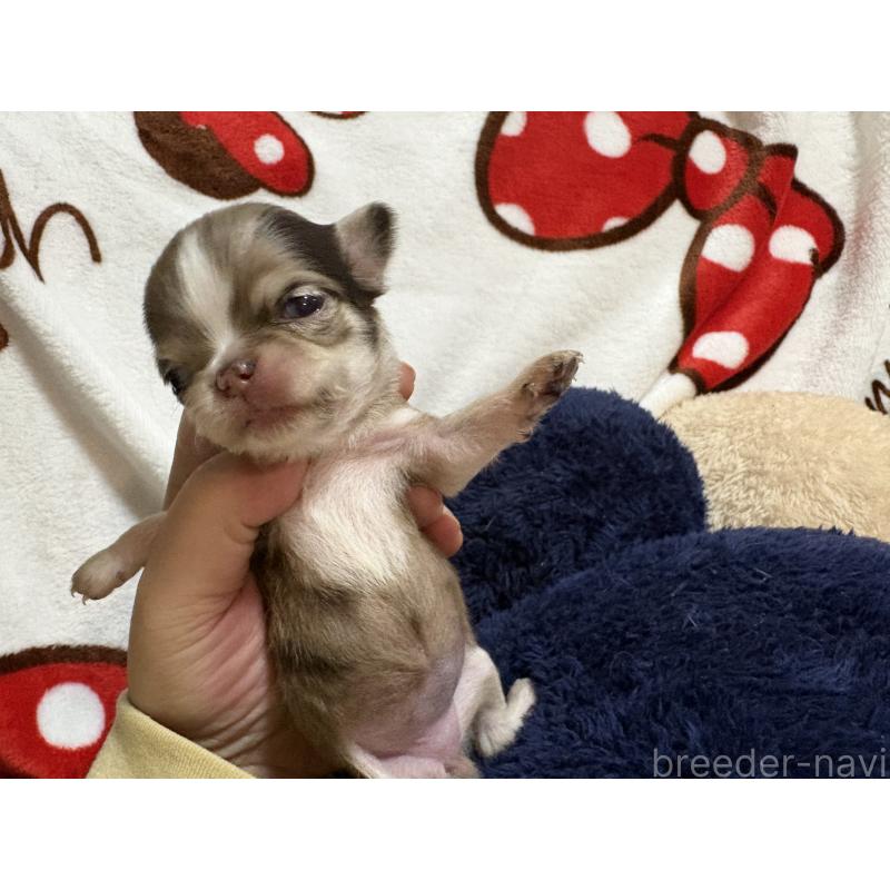 販売中の福岡県のチワワ(ロングコート)-435777の5枚目