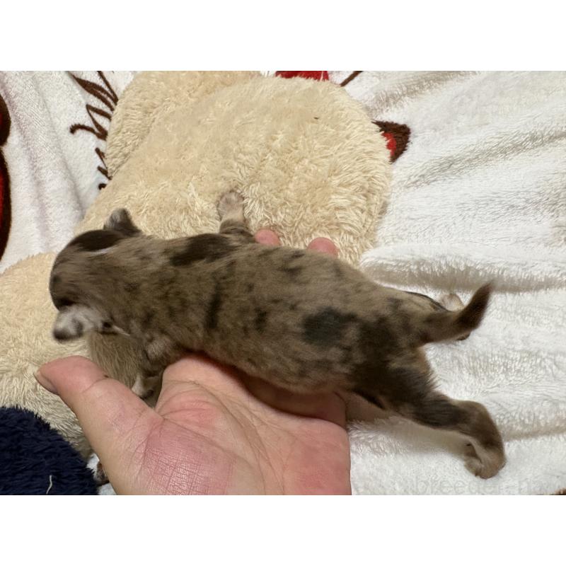 販売中の福岡県のチワワ(ロングコート)-435777の3枚目