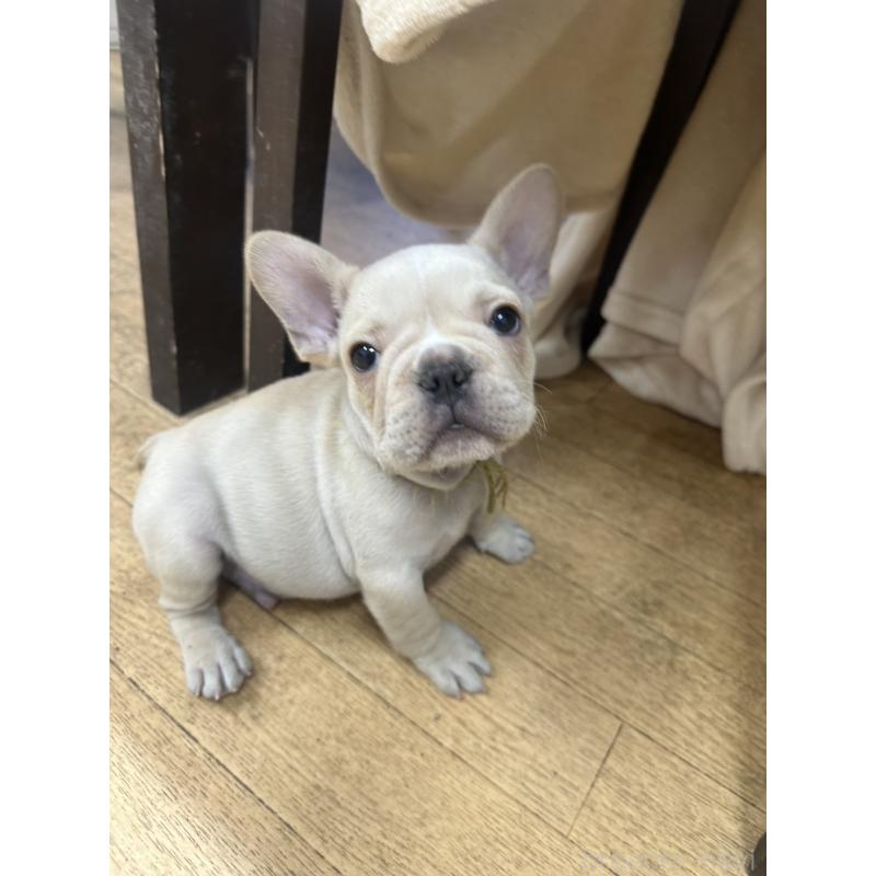 販売中の千葉県のフレンチブルドッグ-439295