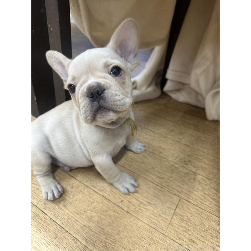 販売中の千葉県のフレンチブルドッグ-439295の5枚目