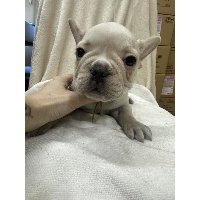 販売中の千葉県のフレンチブルドッグ-439295の4枚目