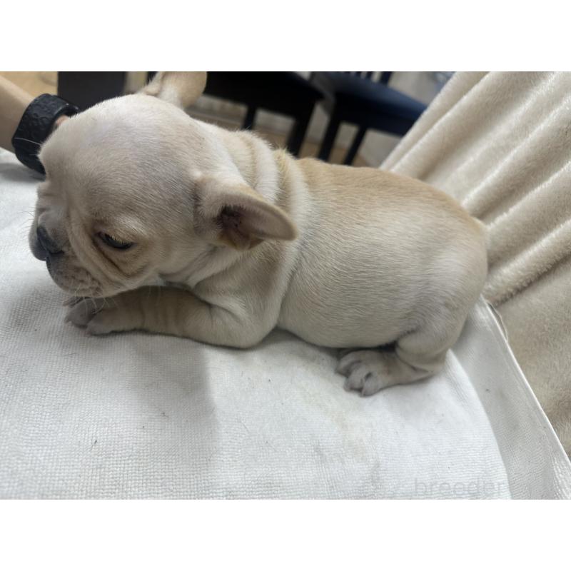 販売中の千葉県のフレンチブルドッグ-439295の2枚目