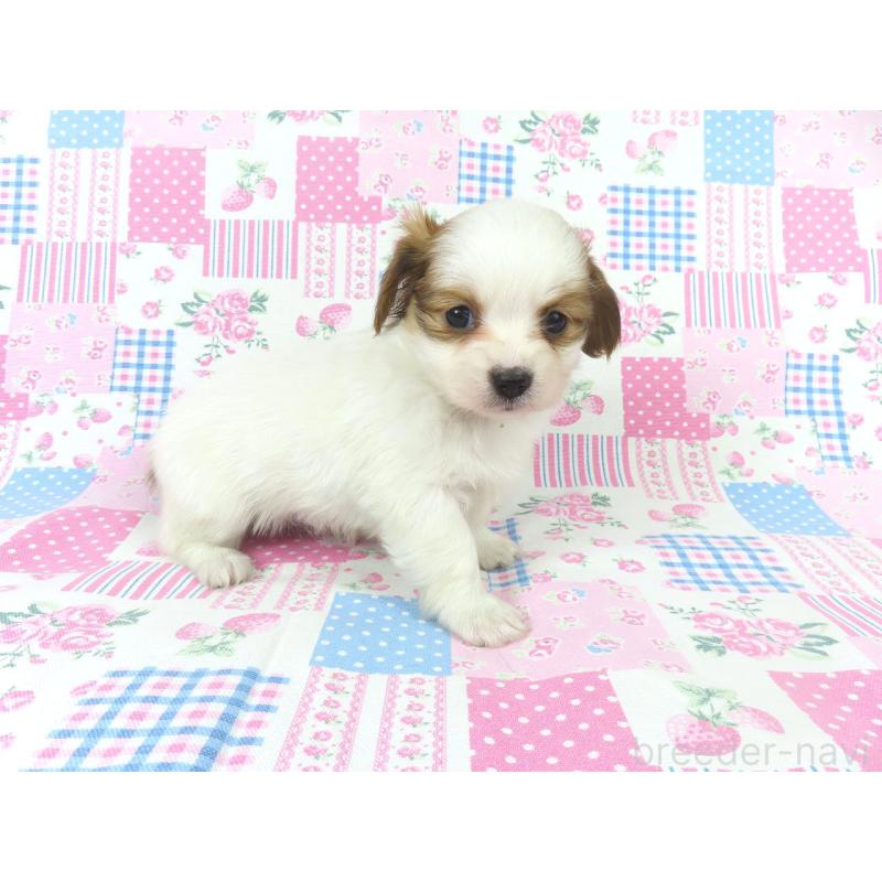 販売中の千葉県のパピヨン-436930の14枚目