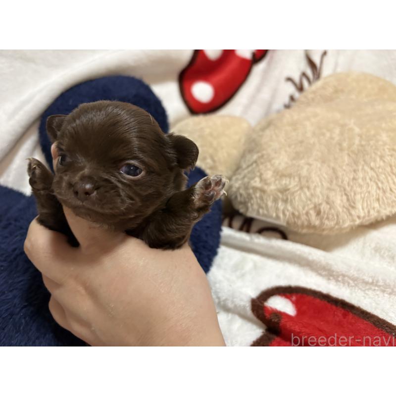 販売中の福岡県のチワワ(ロングコート)-439300の1枚目