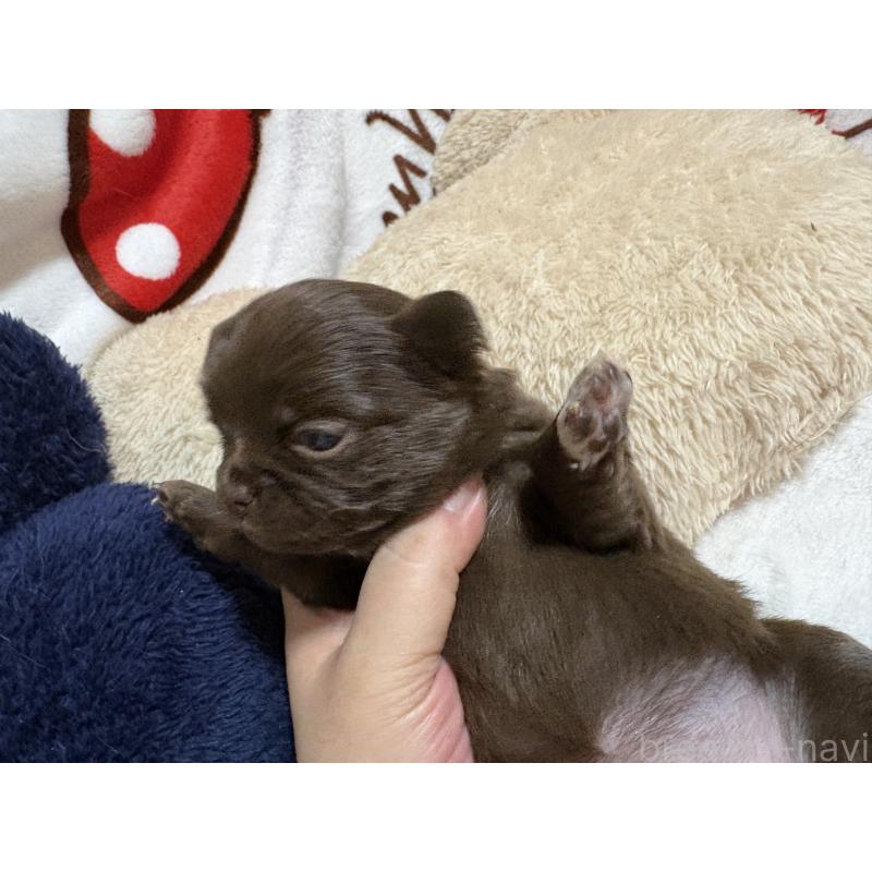 販売中の福岡県のチワワ(ロングコート)-439300の11枚目