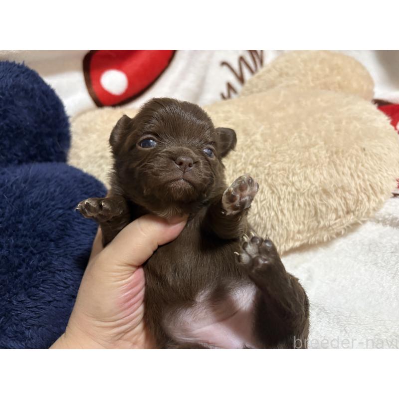 販売中の福岡県のチワワ(ロングコート)-439300の10枚目