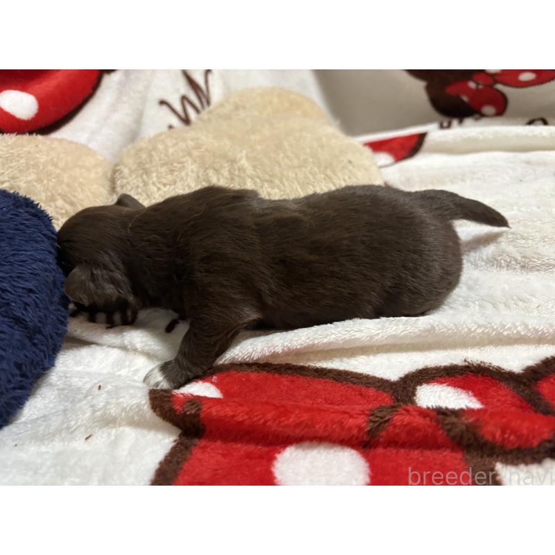 販売中の福岡県のチワワ(ロングコート)-439300の9枚目