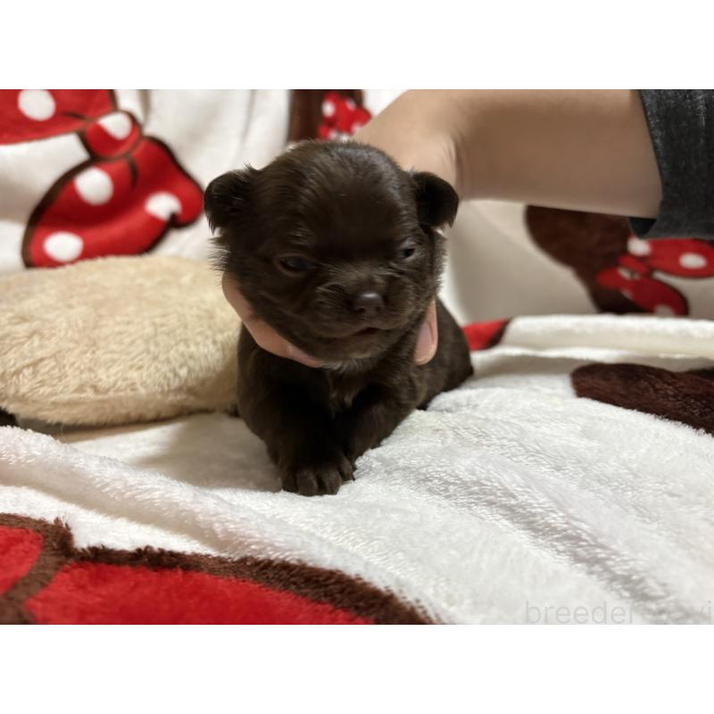 販売中の福岡県のチワワ(ロングコート)-439300の8枚目