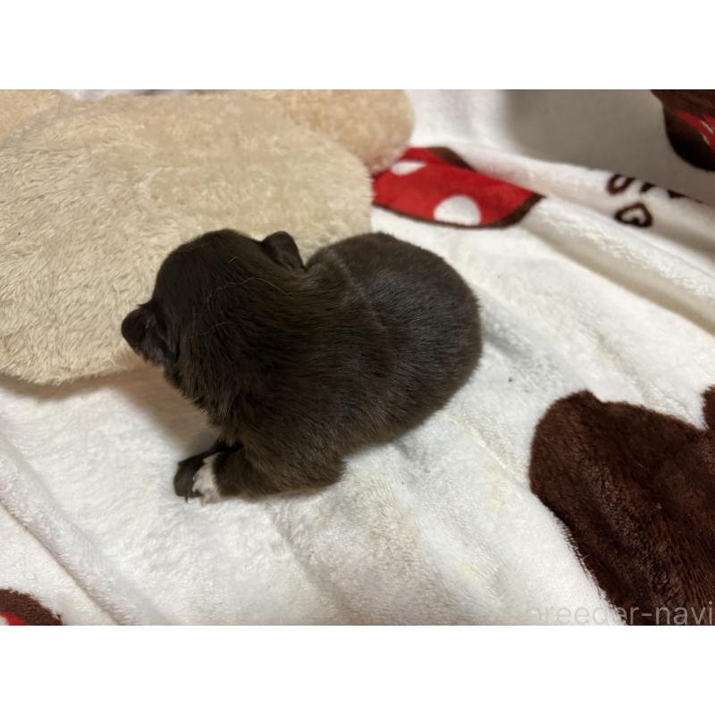 販売中の福岡県のチワワ(ロングコート)-439300の5枚目