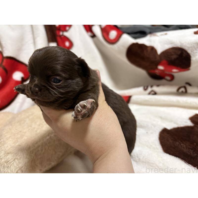 販売中の福岡県のチワワ(ロングコート)-439300の4枚目