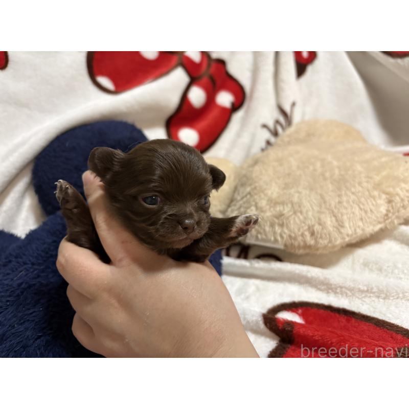 販売中の福岡県のチワワ(ロングコート)-439300の3枚目