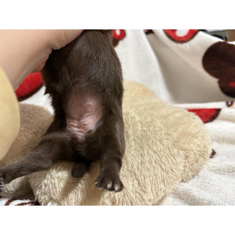 販売中の福岡県のチワワ(ロングコート)-439300の2枚目