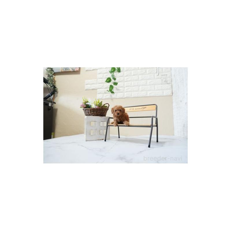 販売中の滋賀県のタイニープードル-438856の5枚目