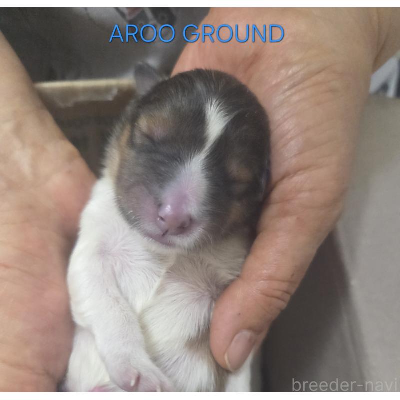 販売中の広島県のシェットランドシープドッグ(シェルティ)-439303の2枚目