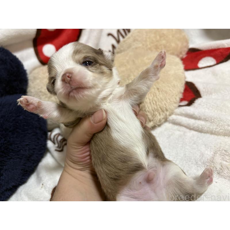 販売中の福岡県のチワワ(ロングコート)-439301の6枚目