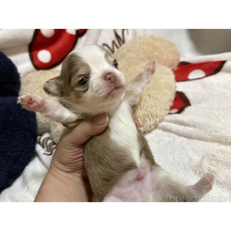 販売中の福岡県のチワワ(ロングコート)-439301の5枚目