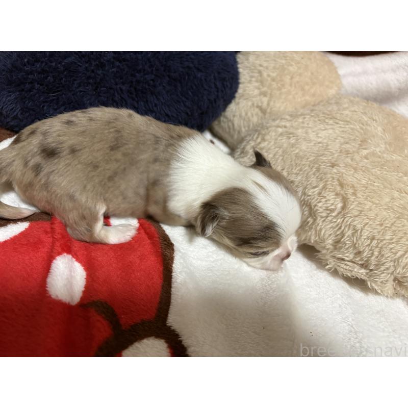 販売中の福岡県のチワワ(ロングコート)-439301の3枚目