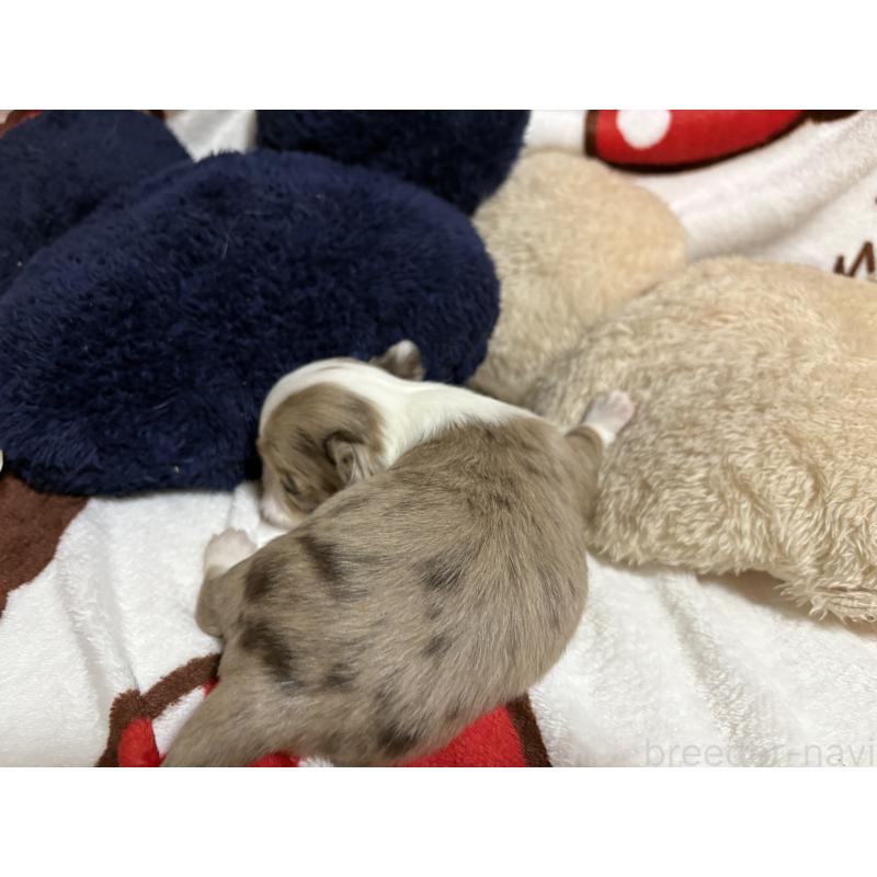 販売中の福岡県のチワワ(ロングコート)-439301の2枚目