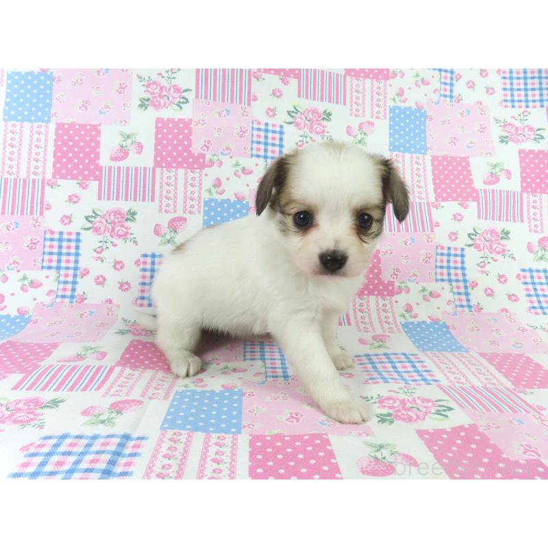 販売中の千葉県のパピヨン-436934の14枚目