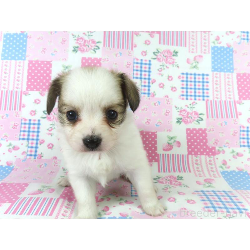 販売中の千葉県のパピヨン-436934の12枚目