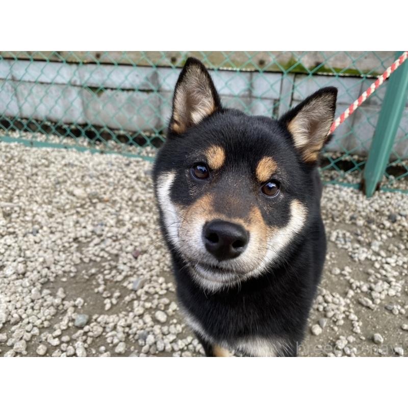 販売中の愛知県の柴犬-439305の3枚目