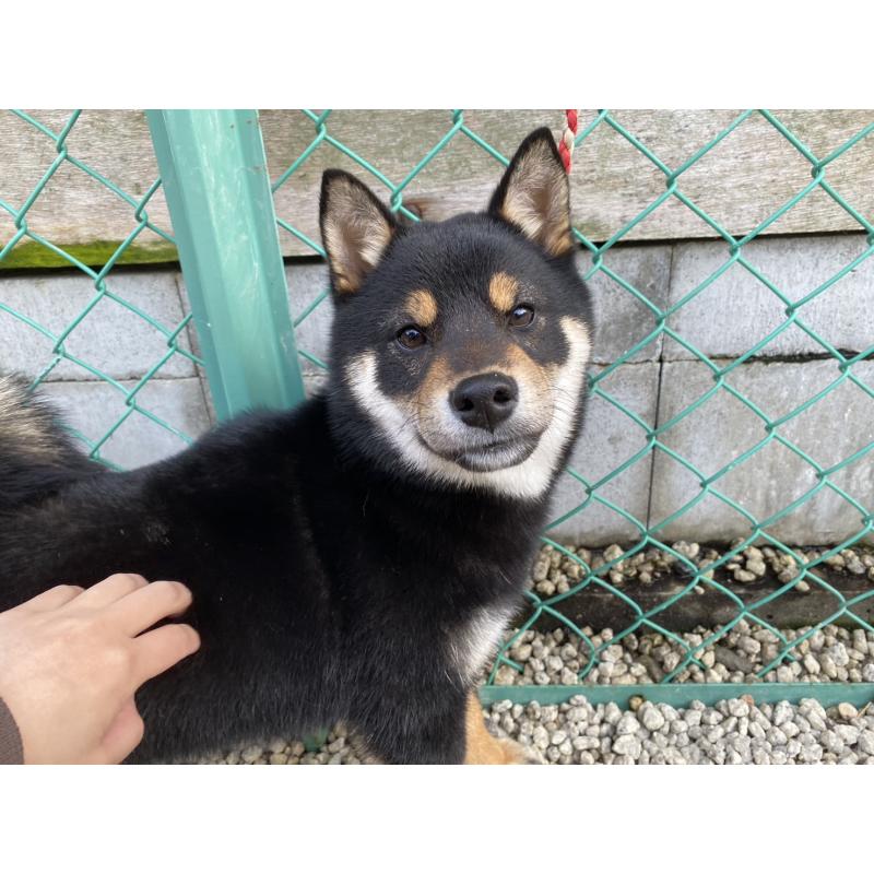 販売中の愛知県の柴犬-439305の2枚目