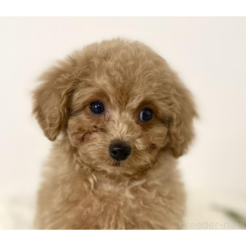 成約済の静岡県のトイプードル-438642の4枚目