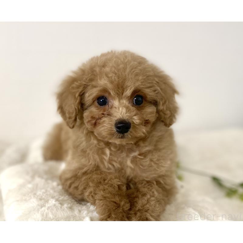 成約済の静岡県のトイプードル-438642の3枚目