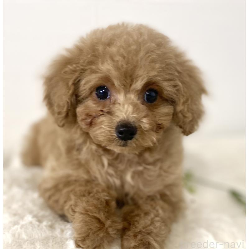 成約済の静岡県のトイプードル-438642の2枚目