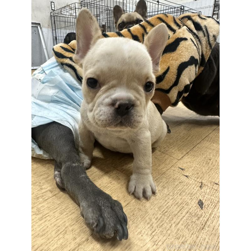 販売中の千葉県のフレンチブルドッグ-439306の5枚目