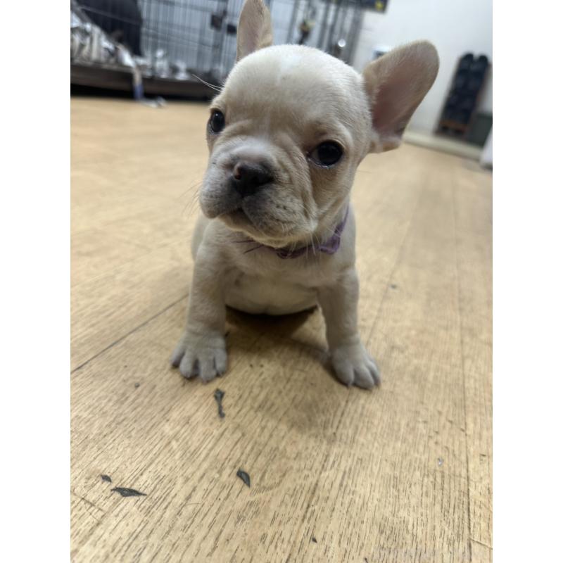販売中の千葉県のフレンチブルドッグ-439306の4枚目