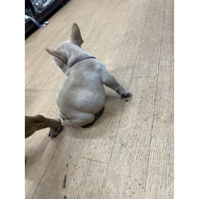 販売中の千葉県のフレンチブルドッグ-439306の3枚目