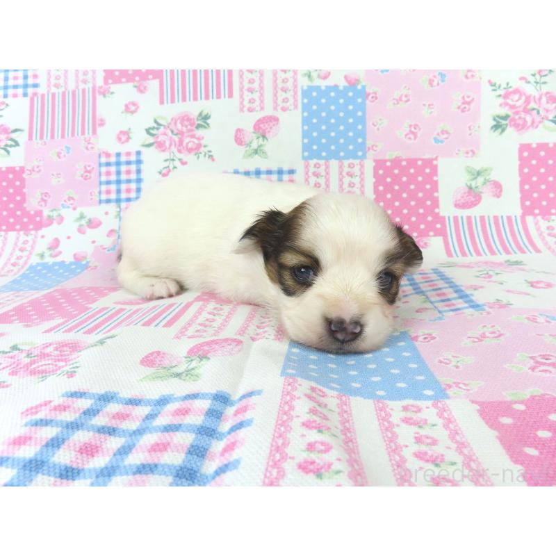 販売中の千葉県のパピヨン-439307の4枚目