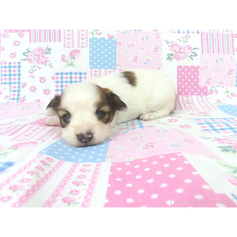 販売中の千葉県のパピヨン-439307の3枚目