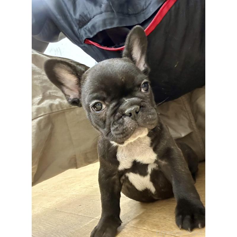 販売中の千葉県のフレンチブルドッグ-439309の5枚目