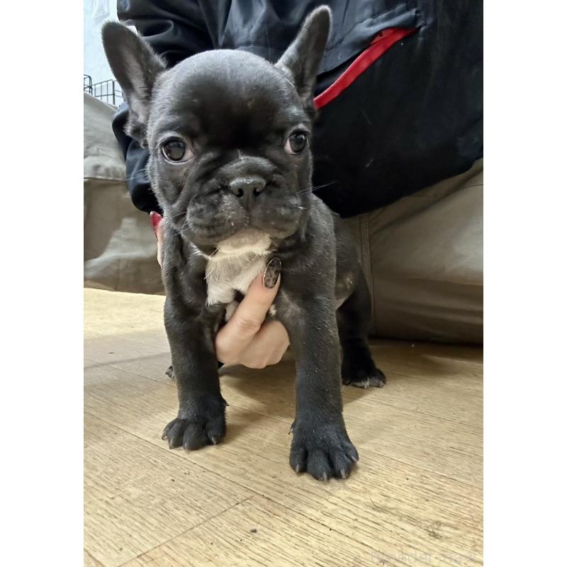 販売中の千葉県のフレンチブルドッグ-439309