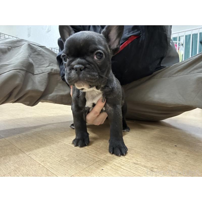販売中の千葉県のフレンチブルドッグ-439309の4枚目