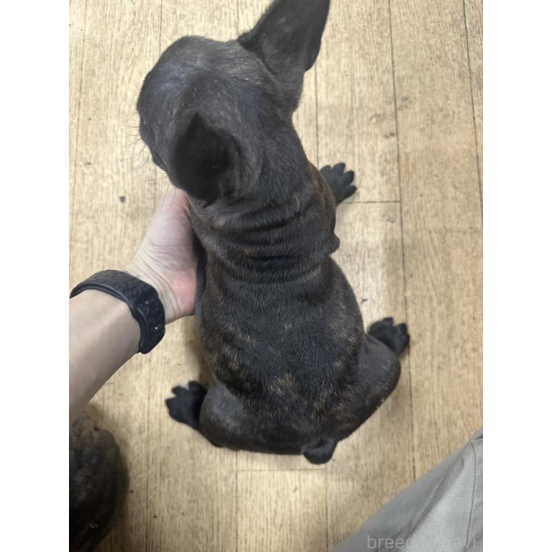 販売中の千葉県のフレンチブルドッグ-439309の2枚目