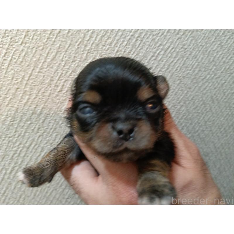 販売中の千葉県のチワワ(ロングコート)-439311の7枚目