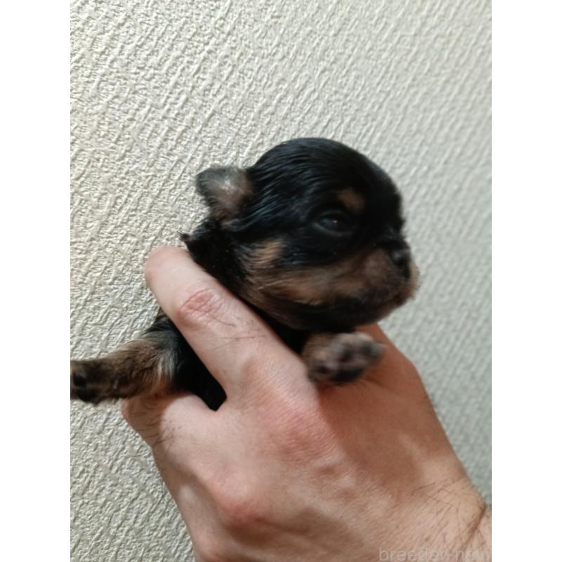 販売中の千葉県のチワワ(ロングコート)-439311の6枚目