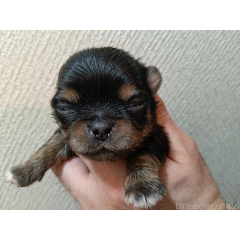 販売中の千葉県のチワワ(ロングコート)-439311の5枚目