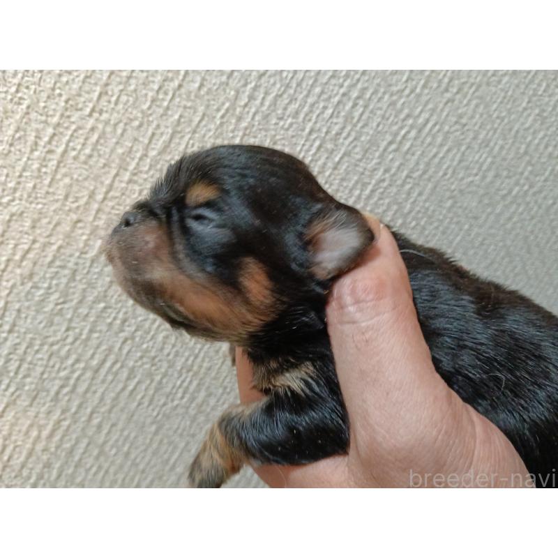 販売中の千葉県のチワワ(ロングコート)-439311の4枚目