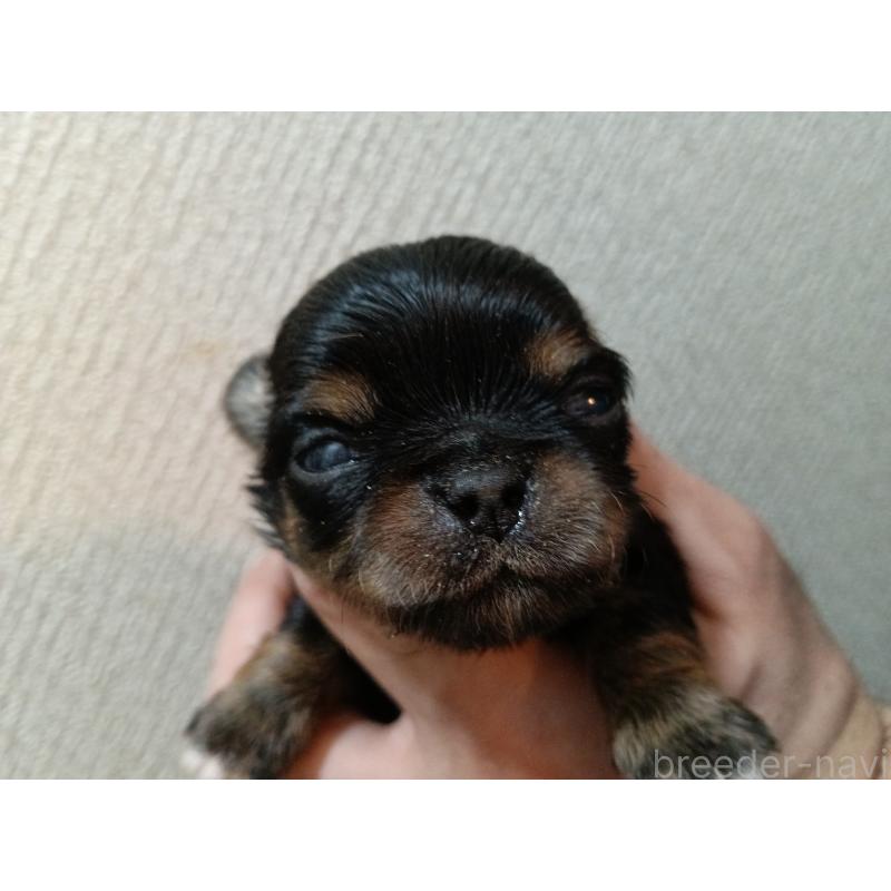 販売中の千葉県のチワワ(ロングコート)-439311の3枚目