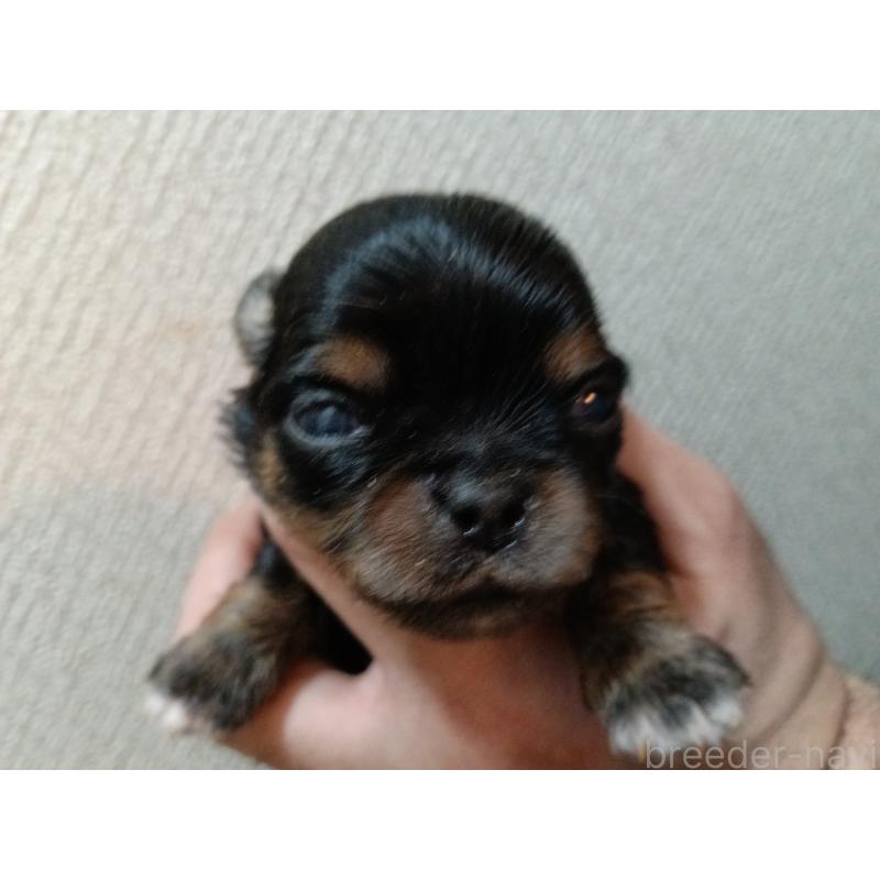 販売中の千葉県のチワワ(ロングコート)-439311の2枚目