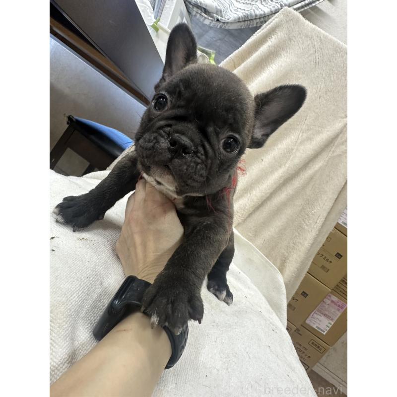 販売中の千葉県のフレンチブルドッグ-439310の1枚目