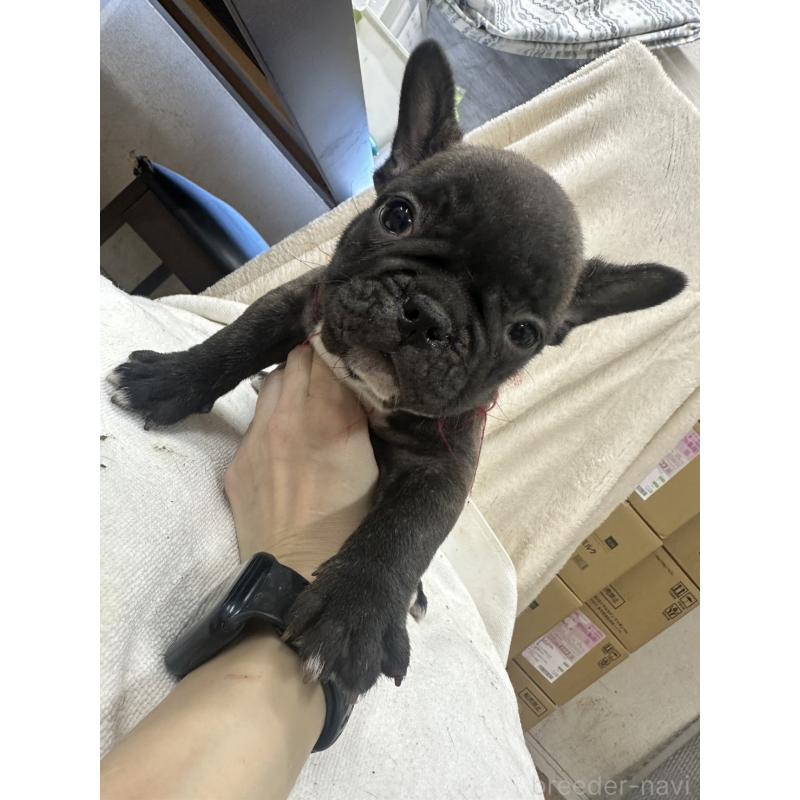 販売中の千葉県のフレンチブルドッグ-439310の5枚目