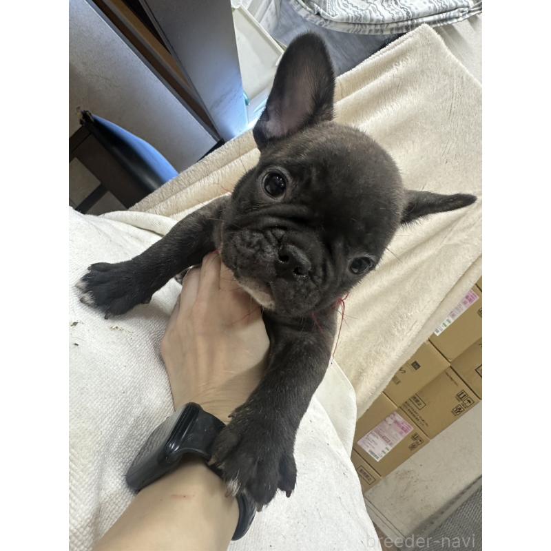 販売中の千葉県のフレンチブルドッグ-439310の4枚目