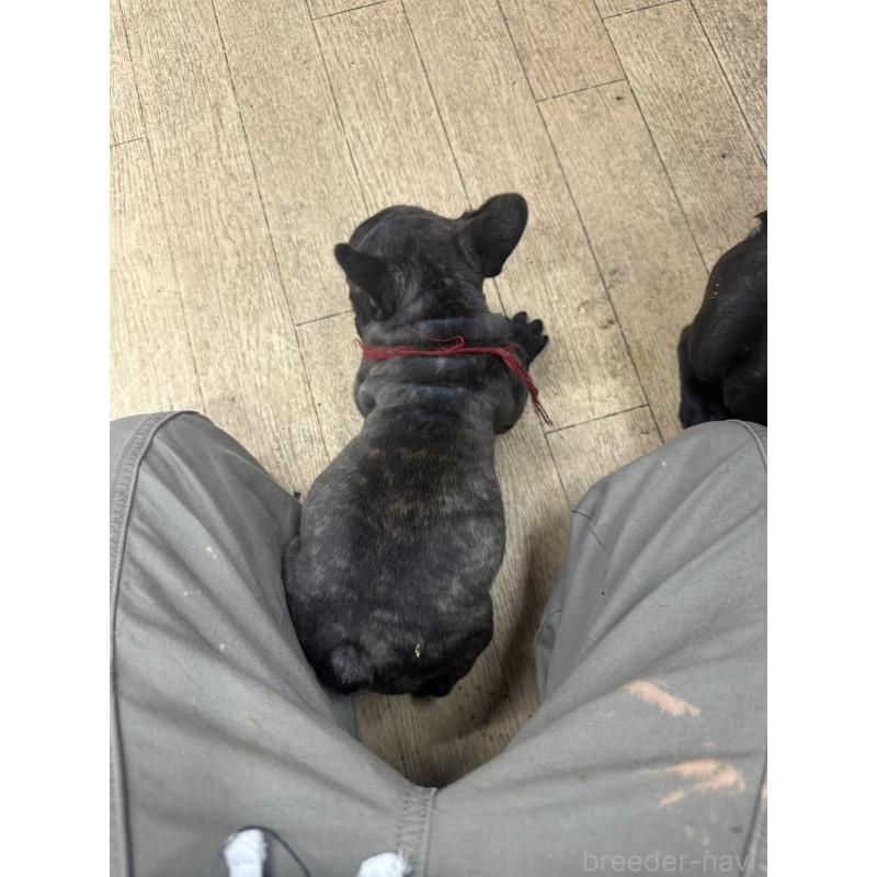 販売中の千葉県のフレンチブルドッグ-439310の3枚目