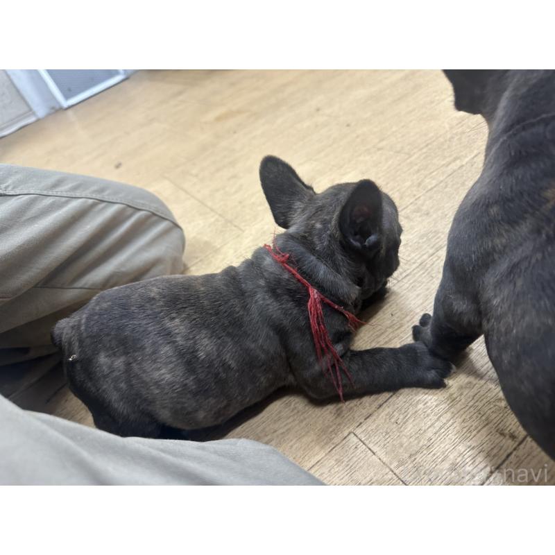 販売中の千葉県のフレンチブルドッグ-439310の2枚目